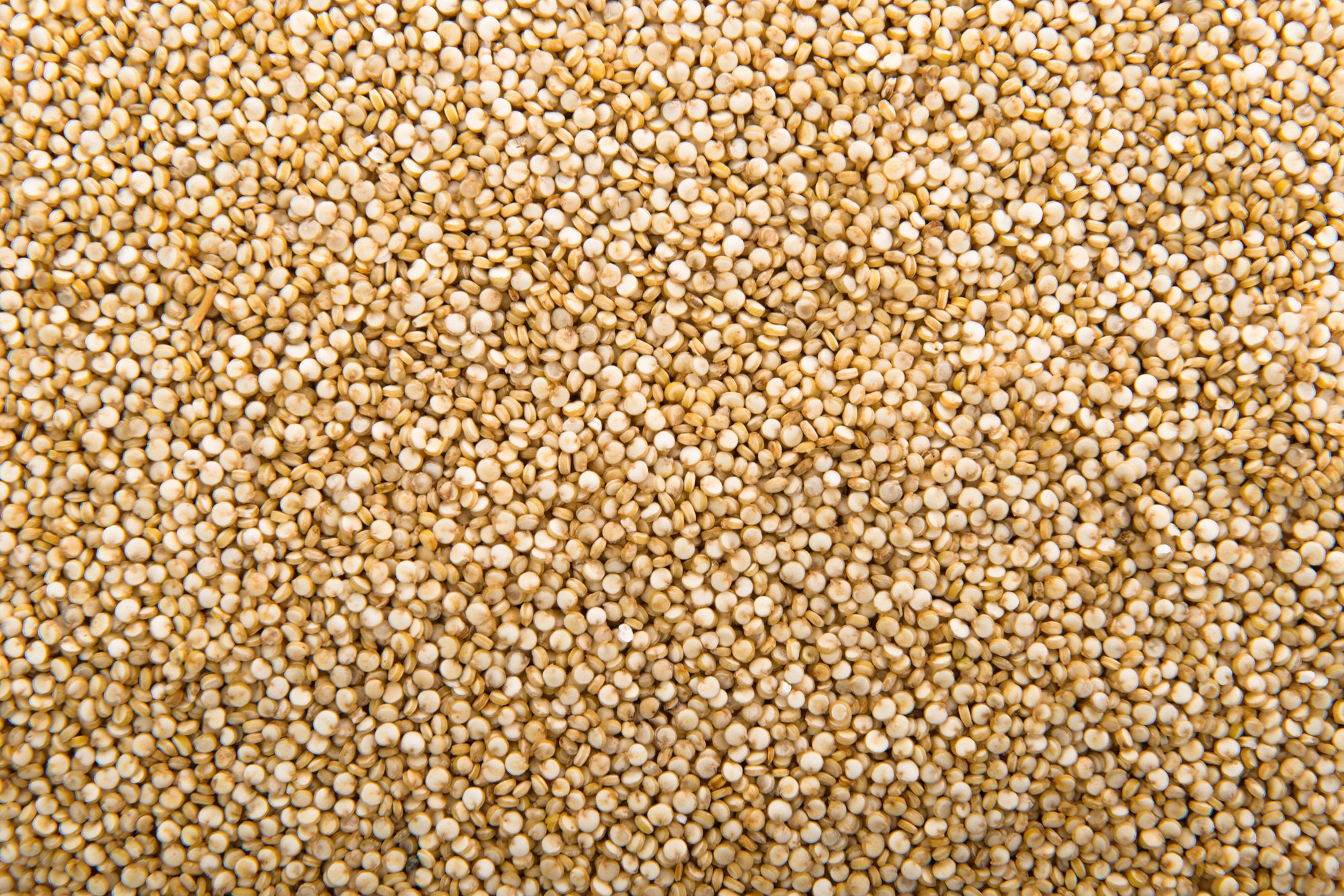 Coriander Seeds